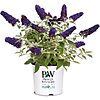 *BACK* 2-Gallon Proven Winners Pugster Buddleia True-Blue Flowers (Pugster Blue) $15 + Free Shipping w/ Prime or $35+