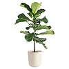 Costa Farms Fiddle Leaf Fig House Plant in 10&amp;quot; Pot $31.18 &amp;amp; More at Lowe's w/ Free Shipping on $35+