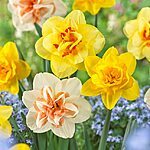 25-Count Garden State Bulb Double Mixed Daffodil Bulbs $7.50 + Free Shipping