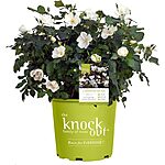 2-Gallon Knock Out Rose White Shrub $13.49 + Free Shipping w/ Prime or on $35+