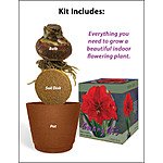 Red Lion Amaryllis Flower Giftbox Kit $5 (Save 75%)