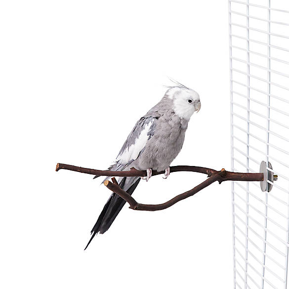 10-all-living-things-forked-manzanita-bird-perch-3-50-at-petsmart-w