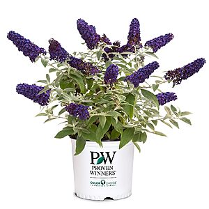 2-Gallon Proven Winners Pugster Buddleia True-Blue Flowers (Pugster Blue) $15 