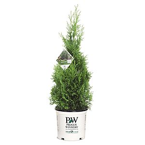 2-Gallon Proven Winners Arborvitae North Pole Shrub $16.50