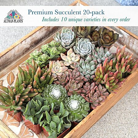 20-Pack Altman Plants Assorted Potted Live Succulent Outdoor/Indoor Plants $21.48 + Free Shipping w/ Prime