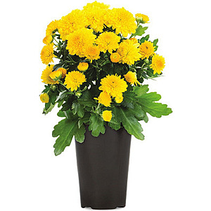 Lowe's Labor Day Sale: 3-Quart Mums 2 for $8, 1.5-Pint Mums 5 for $5 & More