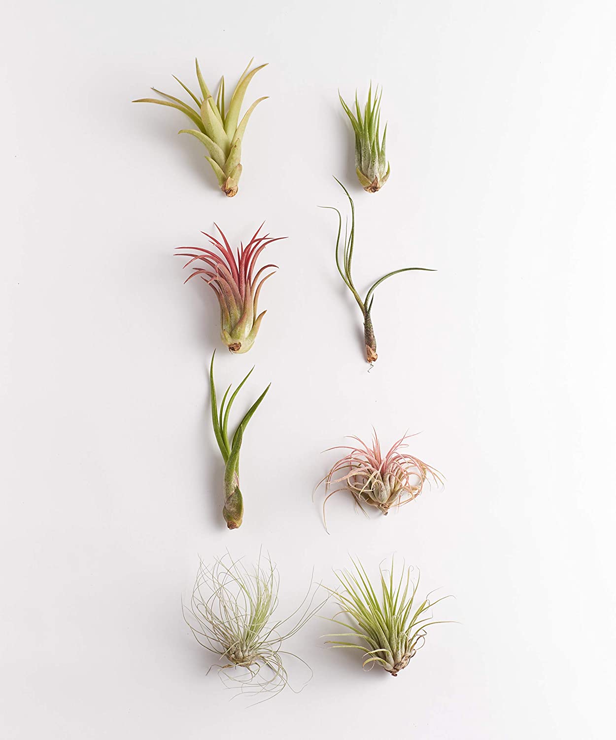 8-Pack Purifying Live Indoor Air Plants $12 ($1.50 each) + Free Shipping w/ Prime or on $25+