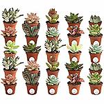 Costa Farms Various Succulents Indoor Plants 25-Pack, Grower's Choice, 2-Inches Tall: $30.20
