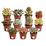 11 pack Costa Farms Unique Succulents Indoor Plants, Grower's Choice, 2-Inches Tall: $20.79 + FS w/Prime