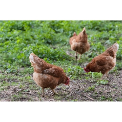 25 Cute Female Chicks $49.59, Ships Free!