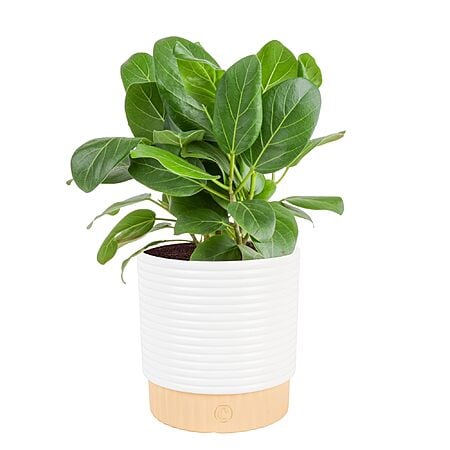 Costa Farms Live Plants w/ Decorative Pots: Ficus Audrey $20; Bird's Nest Fern $26; Boston Fern $40 & More + Free Shipping w/ Prime or on $35+
