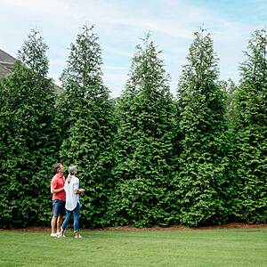 Thuja Green Giant 1-2' Evergreen Privacy Trees 18 for $  180 + Free Shipping $  9.98
