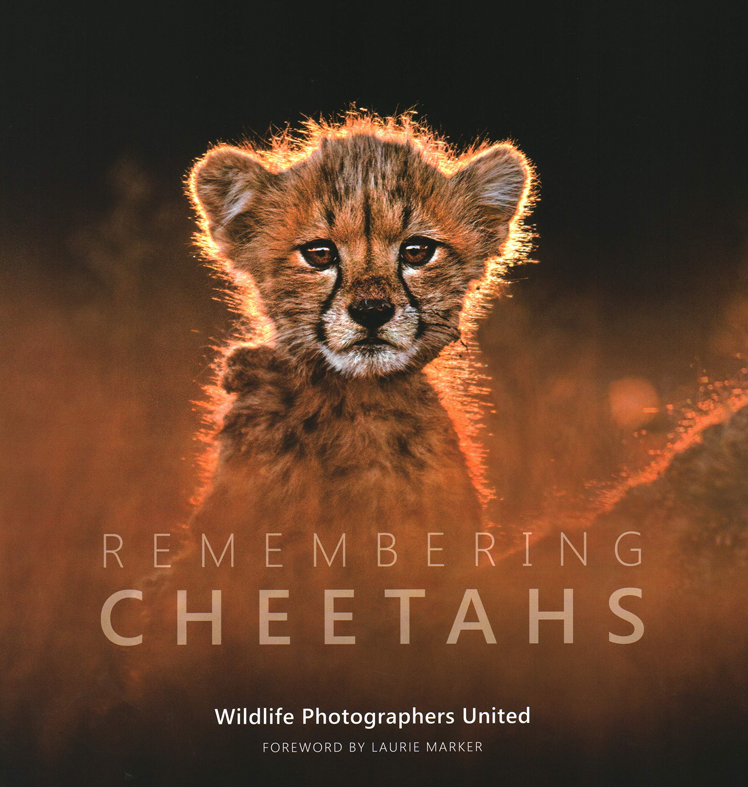 Remembering Cheetahs: Remembering Wildlife [Charities Series Hardcover] $31 (50% off) @ Walmart & Amazon