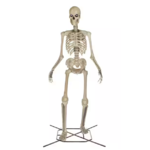 Home Depot Home Accents 12ft Skeleton &quot;Skelly&quot; *IN STOCK* (updated model) $299.98