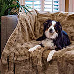 Brentwood Originals Pet Furniture Protector, Faux Fur, 50&quot; x 60&quot; (Taupe) $10.   Reg $40,  F/S for Costco members.