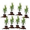 8-Pack PERFECT PLANTS Thuja Green Giant 1-2' Privacy Evergreen Arborvitae $58.60 + Free Shipping