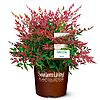 2 Gal. Obsession Nandina Shrub $14.99 + Free Shipping w/ Prime or on $35+