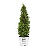 2-Gallon Proven Winners Sting Arborvitae Evergreen Shrub $16.49 + Free Shipping w/ Prime or on $35+