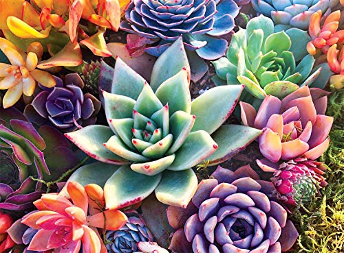1000-Piece Buffalo Games Simple Succulent Jigsaw Puzzle $8.49 + Free Shipping w/ Prime or on orders $25+