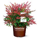 2 Gal. Obsession Nandina Shrub $14.99 + Free Shipping w/ Prime or on $35+