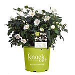 2-Gallon Knock Out Rose White Shrub $13.49 + Free Shipping w/ Prime or on $35+