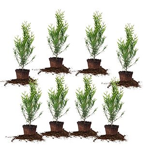 8-Pack PERFECT PLANTS Thuja Green Giant 1-2' Privacy Evergreen Arborvitae .60 + Free Shipping
