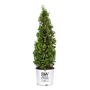 2-Gallon Proven Winners Sting Arborvitae Evergreen Shrub $16.50 