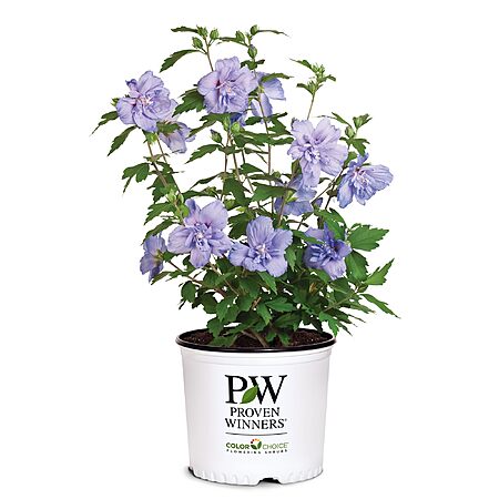 2-Gallon Proven Winners Blue Chiffon Rose of Sharon Hibiscus Syriacus Shrub $14.99 + Free Shipping w/ Prime or on $35+