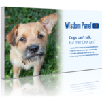 Mars Wisdom Panel 4.0 Canine DNA Testing- Dog DNA Test Kit $69.99