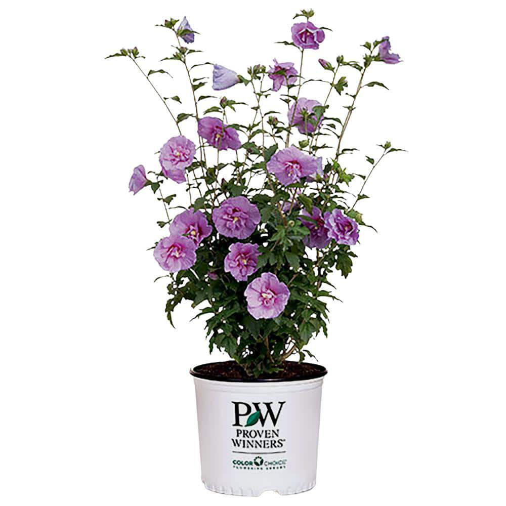 YMMV:  PROVEN WINNERS 2 Gal. Dark Lavender Chiffon Rose of Sharon (Hibiscus) Plant with Lavender Flowers 14481 - $29.98