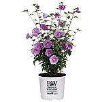 YMMV:  PROVEN WINNERS 2 Gal. Dark Lavender Chiffon Rose of Sharon (Hibiscus) Plant with Lavender Flowers 14481 - $29.98