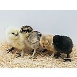 Tractor Supply -$0.25 baby birds/chick clearance