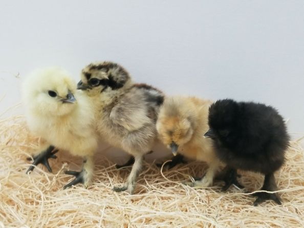 Tractor Supply 0 25 Baby Birds Chick Clearance