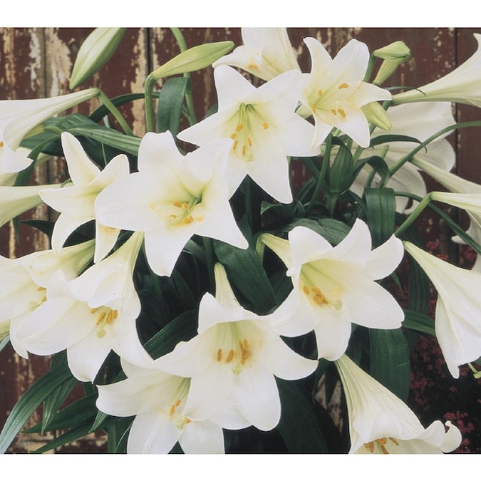 Easter Lilies - Lowes $1