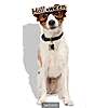 Petco 50% off Pet Halloween Costumes!! Cats, Dogs, Even Gerbil and Lizard Costumes! Some as Low as $2