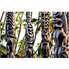 RT Nashville to Kailua-Kona Hawaii or Vice Versa $337-$359 Airfares on American or United Airlines BE (Travel August - November 2025)