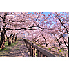 RT Los Angeles to Osaka Japan $644 Airfares on Air Canada BE (Spring Cherry Blossom Travel March - April 2026)