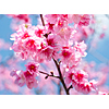 RT Seattle to Naha Okinawa Japan $652 Airfares on Asiana Airlines BE with 2 Free Checked Bags (Travel October - April 2026)