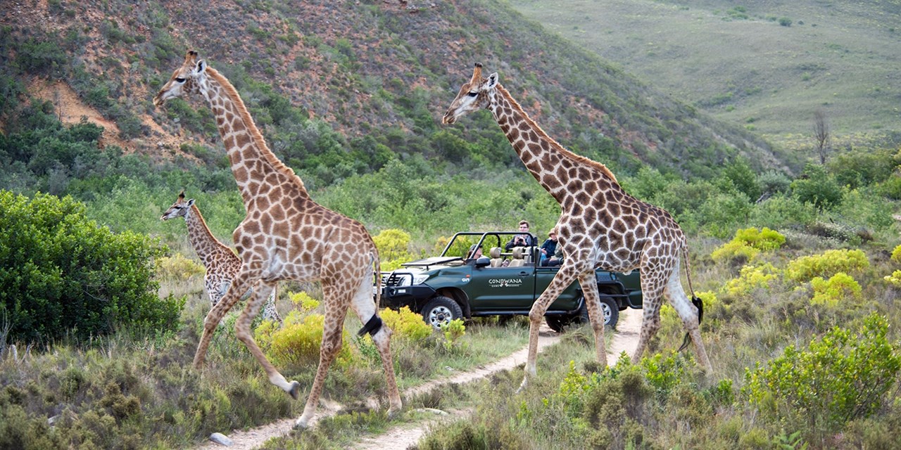 [Near Cape Town South Africa] 5* Gondwana Game Reserve with Meals & Game Drives 7-Nights For Two $2999