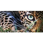 [South Afrida] Hlosi Game Lodge 5-Night Safari Stay For 2 With Meals in Luxury Tent or Luxury Suite Plus More $1299
