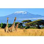 RT San Francisco to Mt Kilmanjaro Tanzania $954 Airfares on 5* Qatar Airways (Limited Travel March - April 2024)
