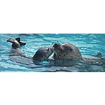 SeaWorld Parks NEW! Military Silver Pass Thru Waves of Honor - 12 Months of Unlimited Admission for Active-Duty Service Members &amp; Veterans