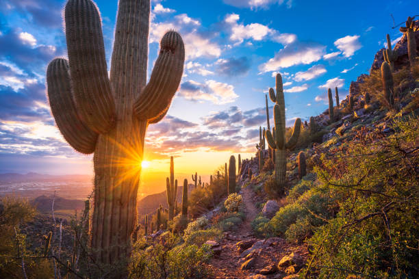 Peak Summer RT St Louis to Phoenix or Vice Versa $131 Nonstop Airfares on American Airlines BE (Travel June -October 2024)