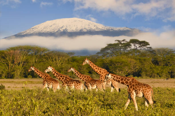 RT Washington DC to Kilimanjaro Tanzania $932 Airfares on Qatar Airways with 2 Free Checked Bags (Limited Travel October - November 2024)