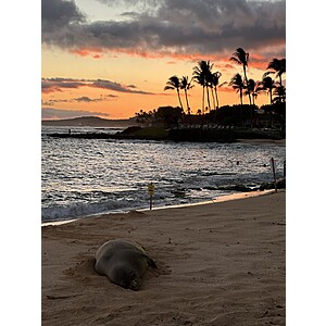 RT San Jose CA to Kauai Hawaii (The Garden Isle) or Vice Versa $298 Nonstop Airfares on Alaska Airlines BE (Travel August - November 2025)