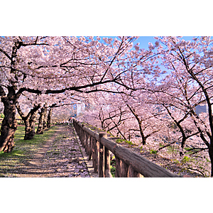 RT Los Angeles to Osaka Japan $644 Airfares on Air Canada BE (Spring Cherry Blossom Travel March - April 2026)