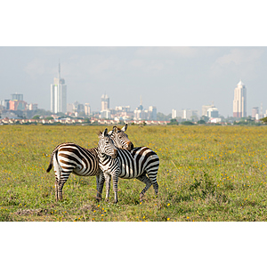 Round Trip New York to Nairobi Kenya $877 Airfares on Qatar Airways with 2 Free Checked Bags (Travel September - November 2026)