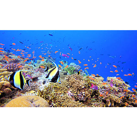 Fly Nonstop to Fiji for Only $668!
