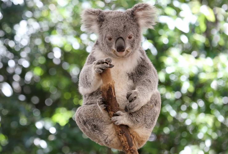 San Francisco to Brisbane Australia $664 RT Nonstop Airfares on Qantas (Travel April-June; August-October 2020)