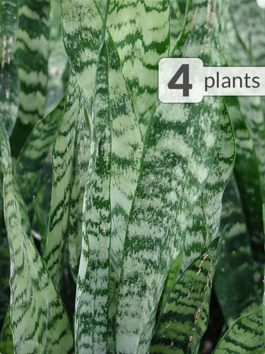 Plants: Kens Nursery - Up to 70% off select plants